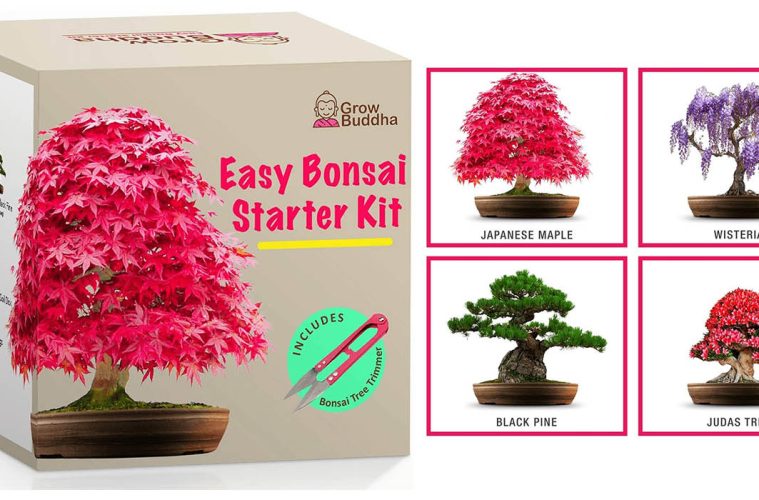 bonsai tree kit