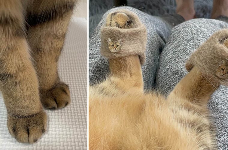 cat fur slippers