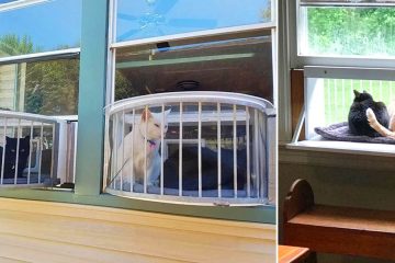 cat window box