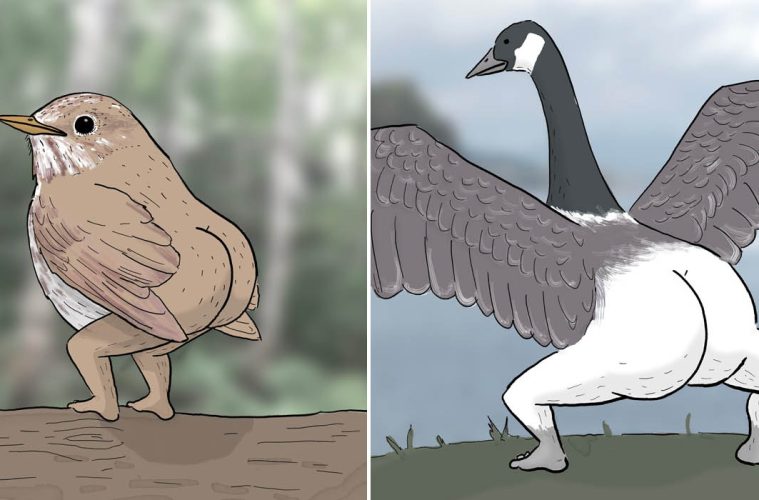funny bird drawings