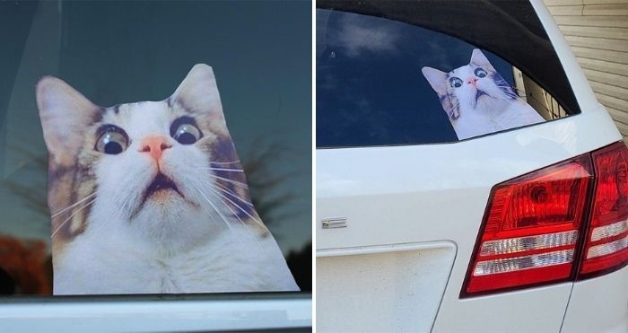 scaredy cat car sticker